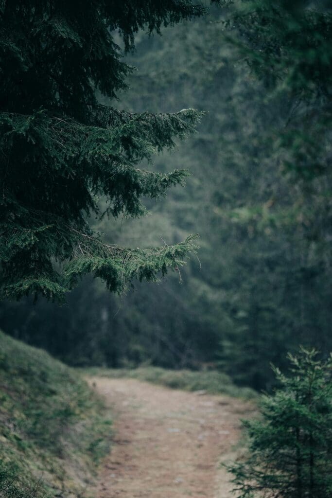A misty forest trail winding through dense evergreen trees representing the journey of an outdoor wellness guide.